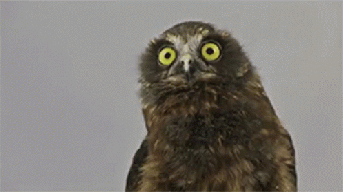 Owl Dance GIF Owl Dance GIF