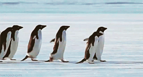 Penguins Friends GIF Penguins Friends GIF