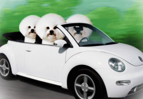 Bichon Frise GIF Bichon Frise GIF