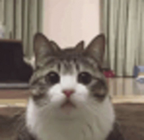 Small Cat Gif Go Woa Cat Peek GIF Small Cat Gif Go Woa Cat Peek GIF