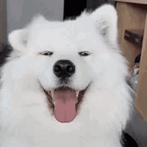 Cute Dog Samoyed GIF Cute Dog Samoyed GIF