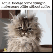 Life Without Coffee Messy Hair GIF - LifeWithoutCoffee MessyHair FunnyAnimals GIFs