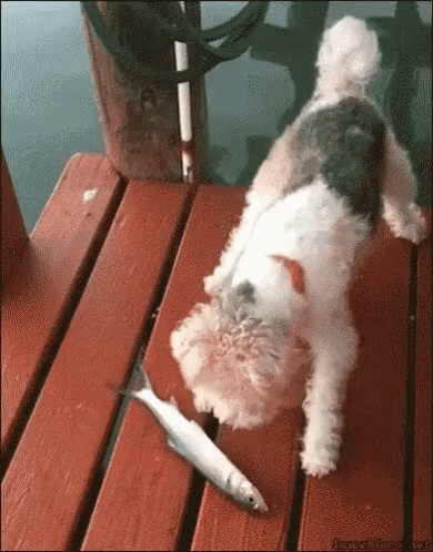 Dog Fish GIF Dog Fish GIF
