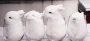 Rabbit Glass GIF Rabbit Glass GIF