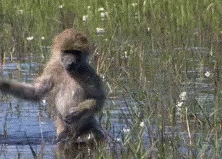 Tiptoeing Creeping GIF Tiptoeing Creeping GIF