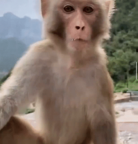 Backtoyourlovin Monkey GIF Backtoyourlovin Monkey GIF