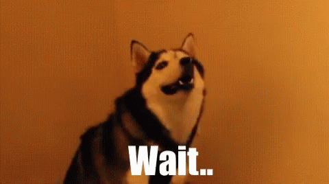 What Wait GIF What Wait GIF