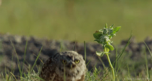 谢谢 早上好 GIF 谢谢 早上好 GIF