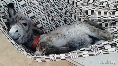 Viralhog Donkey GIF Viralhog Donkey GIF