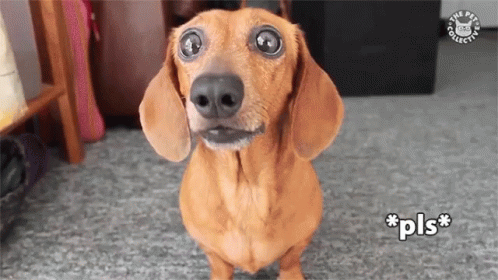 Pls Give Me GIF Pls Give Me GIF