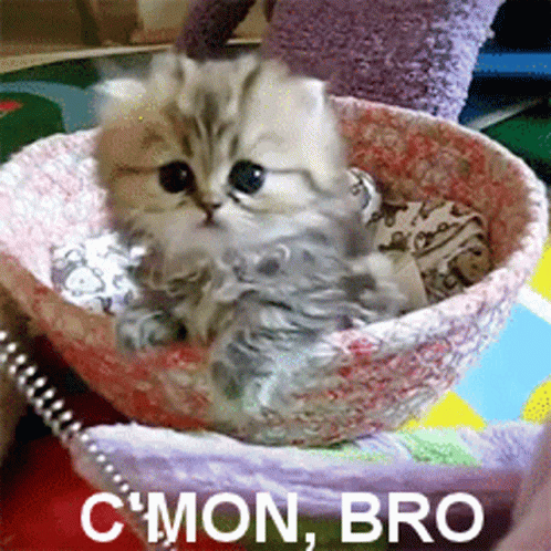 Cmon Bro Kitten GIF Cmon Bro Kitten GIF