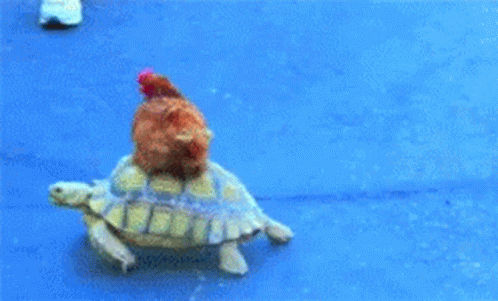 Kozhi Turtle GIF Kozhi Turtle GIF