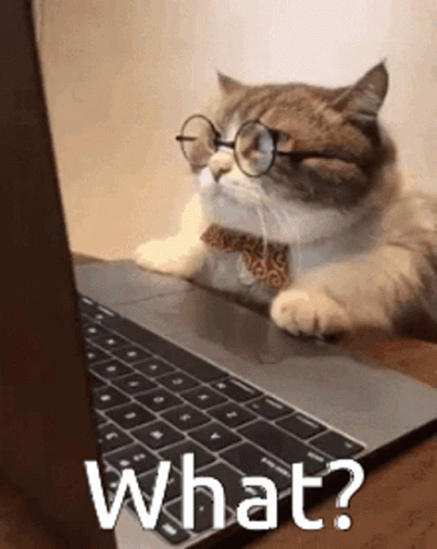 What Cat GIF
