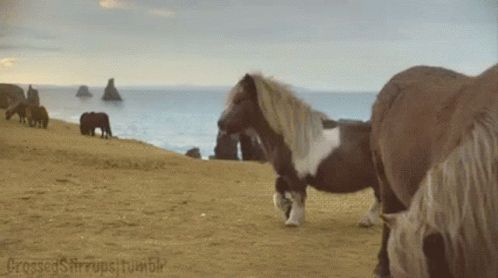 Nothing To See Here Horse GIF