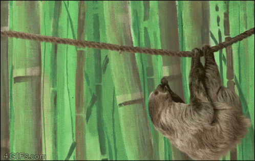 Sloth Stealing GIF Sloth Stealing GIF