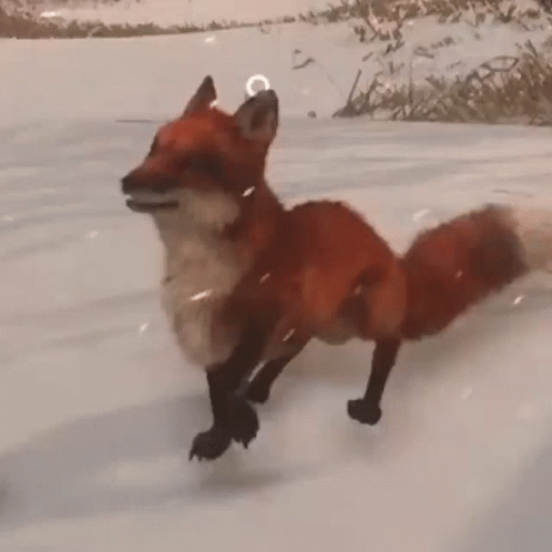Fox Happy GIF Fox Happy GIF