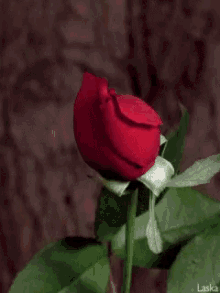 Image result for a rose gif'