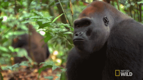 Looking Around Kingo GIF Looking Around Kingo GIF