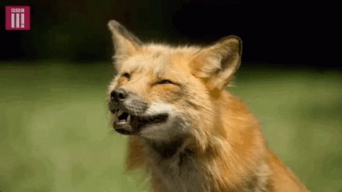 Dhole Animal GIF Dhole Animal GIF