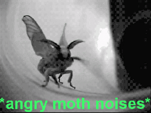 Moth Angry Moth Noise GIF