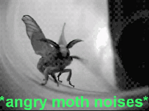 Moth Angry Moth Noise GIF Moth Angry Moth Noise GIF