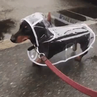 Dashhound Raincoat GIF Dashhound Raincoat GIF