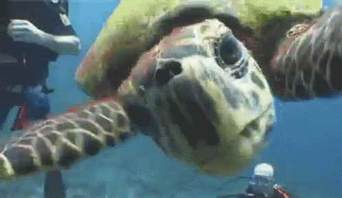 Turtle Open Wide GIF Turtle Open Wide GIF