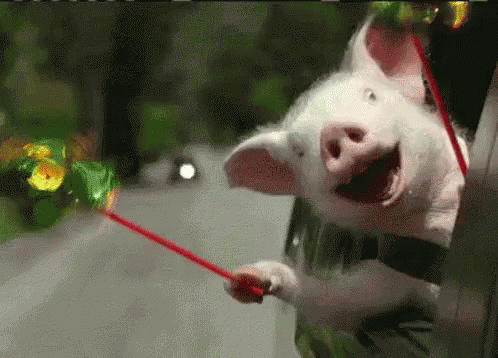 Yeppa Pig GIF Yeppa Pig GIF