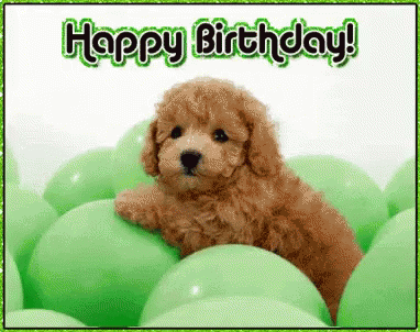 Image result for ANIMAL HAPPY BIRTHDAY GIF