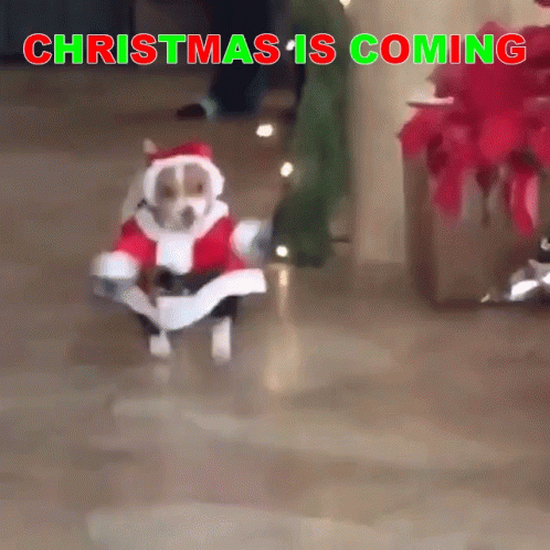 Christmas Cheer Christmas Is Coming GIF Christmas Cheer Christmas Is Coming GIF