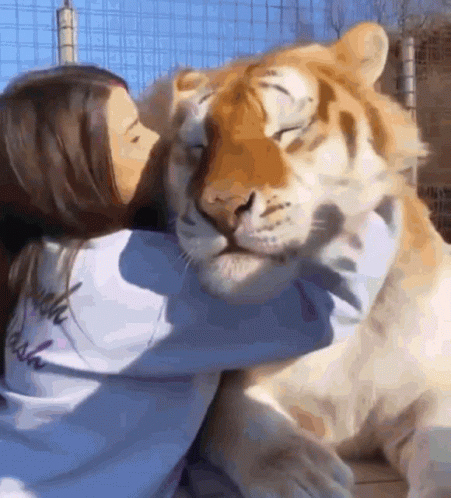 Lion GIF Lion GIF