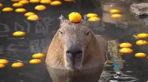Capybara Orange GIF