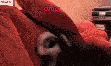 Omg Hi GIF Omg Hi GIF