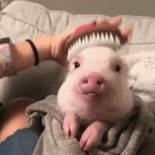 Pig Cute GIF Pig Cute GIF