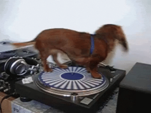 Dog Turn Table GIF Dog Turn Table GIF