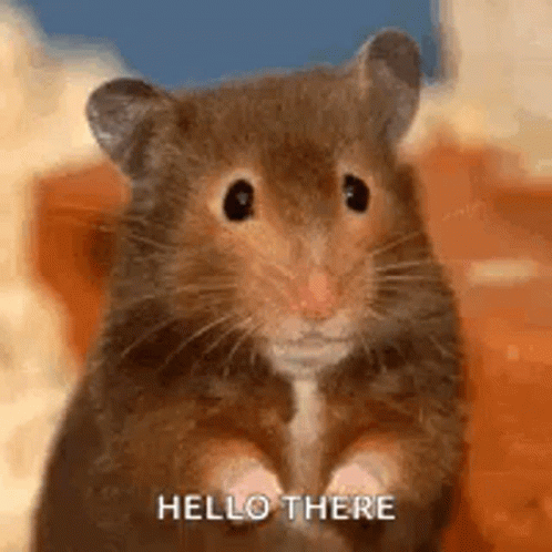 Hamster Hello GIF Hamster Hello GIF
