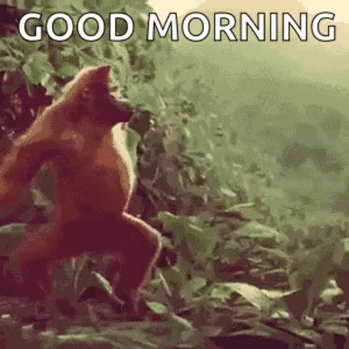 Monkey Ape GIF Monkey Ape GIF