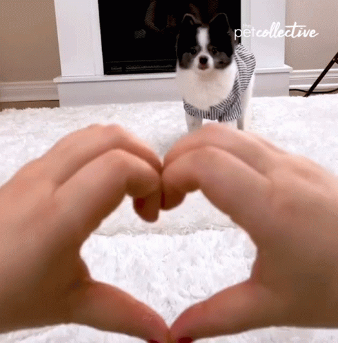 Heart The Pet Collective GIF