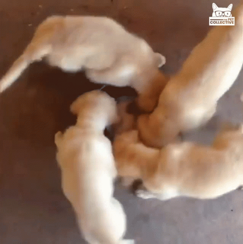 Spin Excited GIF Spin Excited GIF