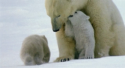 Polar Bears Canadian Wildlife GIF