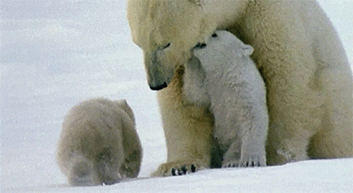 Polar Bears Canadian Wildlife GIF Polar Bears Canadian Wildlife GIF
