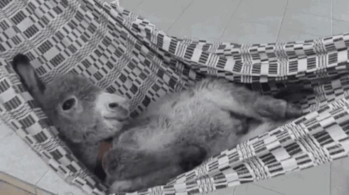 Donkey Relax GIF Donkey Relax GIF