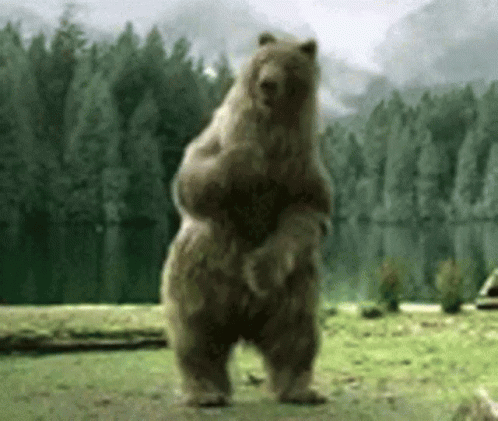 Bear Dancing GIF