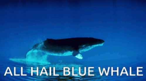 Bluewhale Ahbw GIF Bluewhale Ahbw GIF