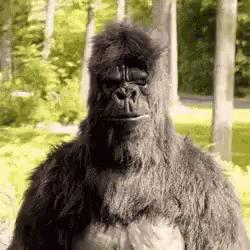 Gorilla Ok GIF Gorilla Ok GIF
