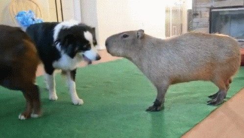 Capybara Dog GIF Capybara Dog GIF