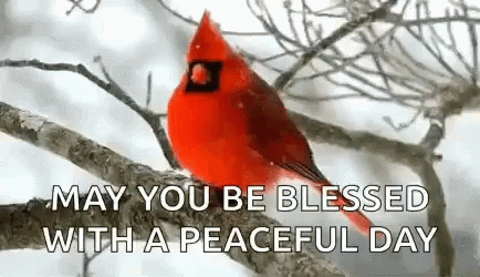 May You Be Blessed With APeaceful Day Cardinal GIF