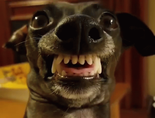 Smile Dog Smile GIF Smile Dog Smile GIF