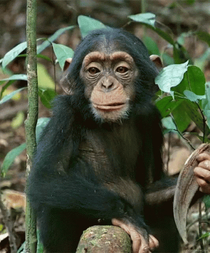 Mounke GIF Mounke GIF