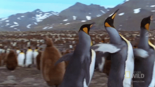 Penguin Trio World Penguin Day GIF Penguin Trio World Penguin Day GIF